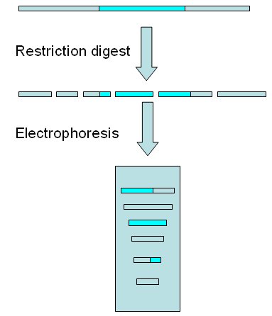 Restriction and electrophoresis of DNA