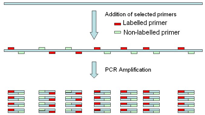 In Silico PCR Amplification In Silico PCR Amplification